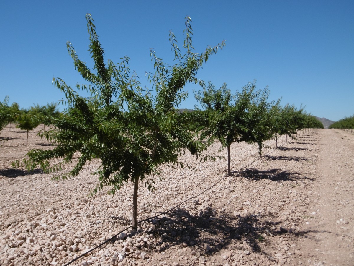 Land in Santa Cruz - Image 3