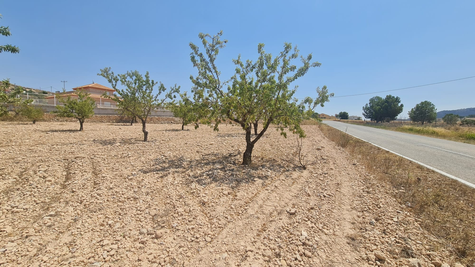 Land in Jumilla