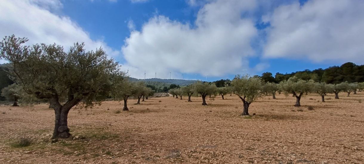 Land in Yecla - Image 4