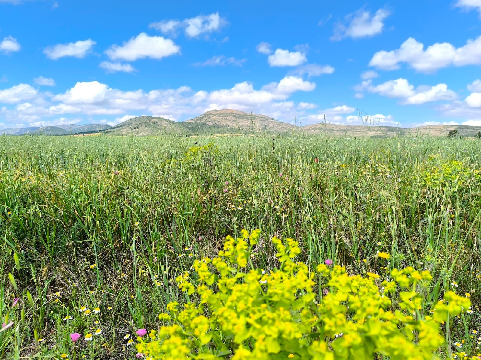 Land in Yecla - view 1