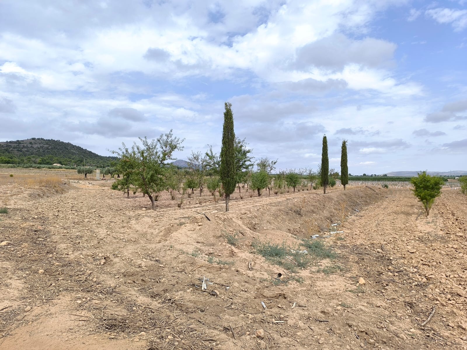 Perceel te koop in Yecla
